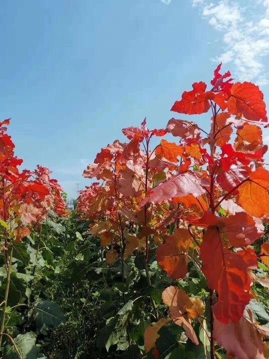 中红杨  冠红杨炫红杨彩红杨供应