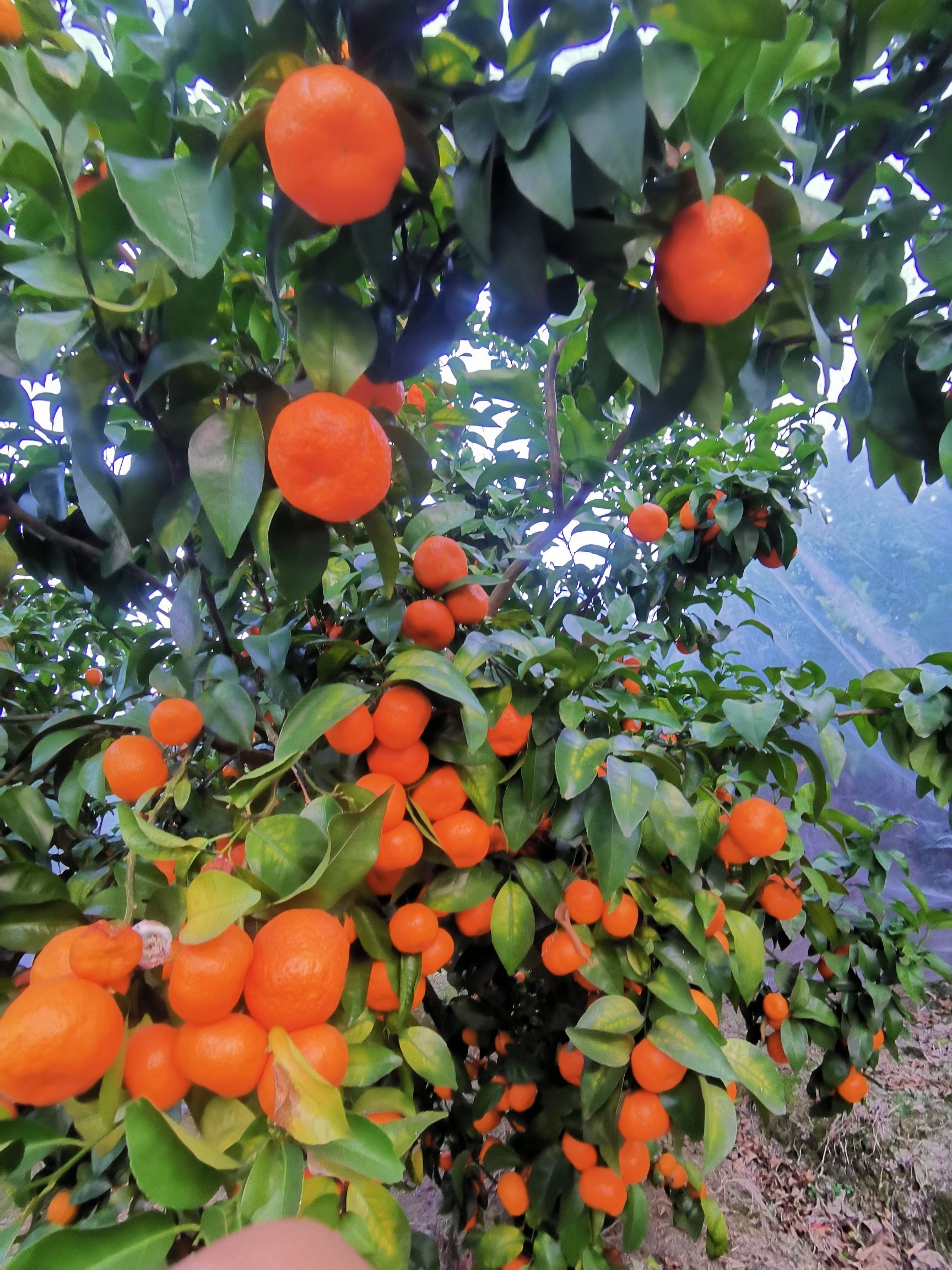 沙糖桔  大量供应砂糖橘 代收各类百家果