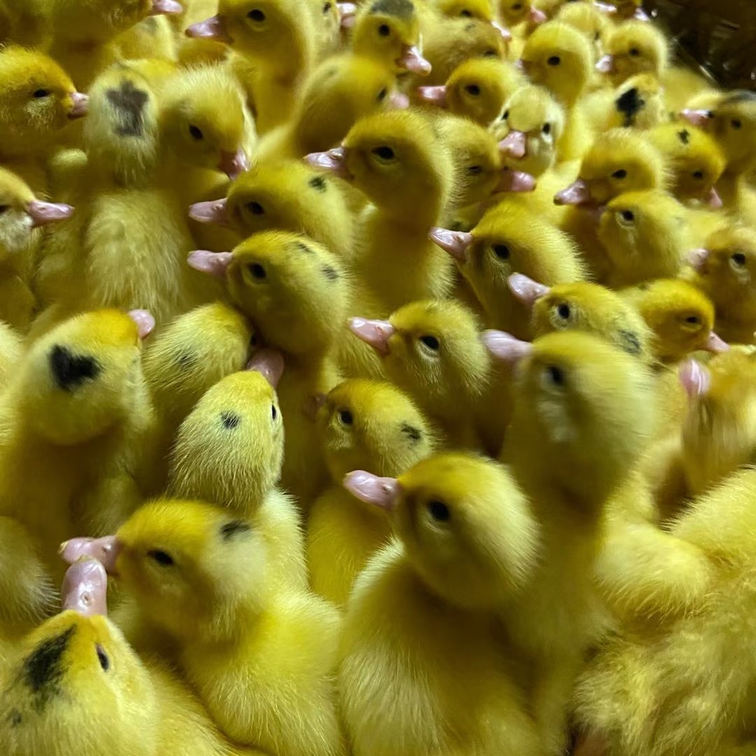 半番鸭苗m18螺鸭耐粗易养生存力强长速快体型大肉质好