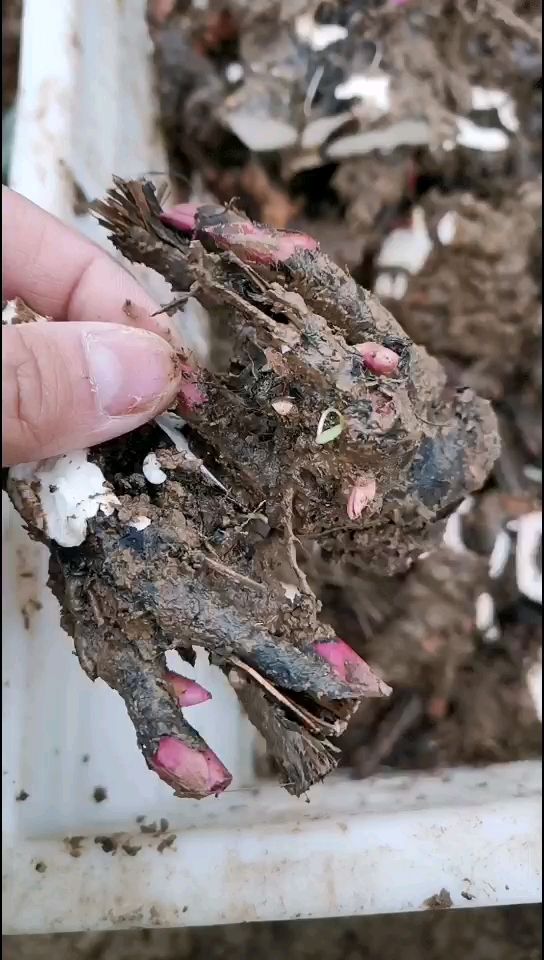 白芍种苗白芍芽 100棵起发改良观赏 提供种植技术包回收