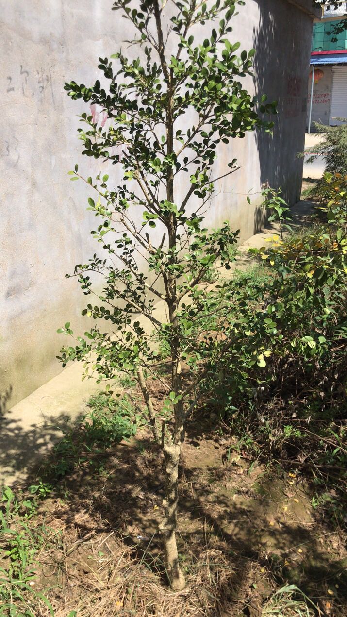 黄杨，瓜子黄杨，小叶黄杨。