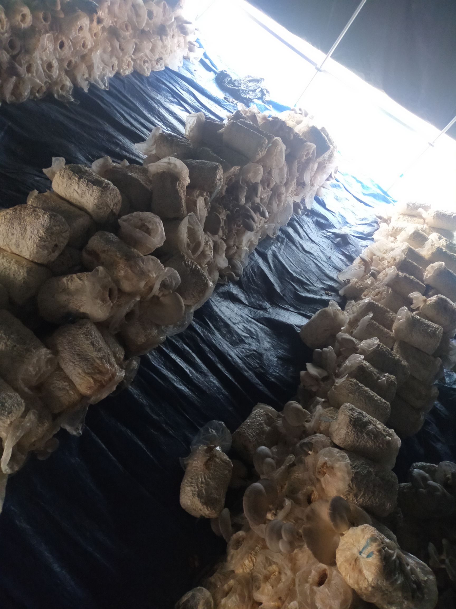 螯合肥料  有机肥，蘑菇废料