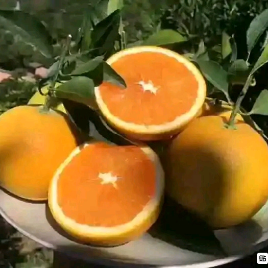 秭归县冰糖橙  秭归橙子，红心橙子，园红，脐橙，长红