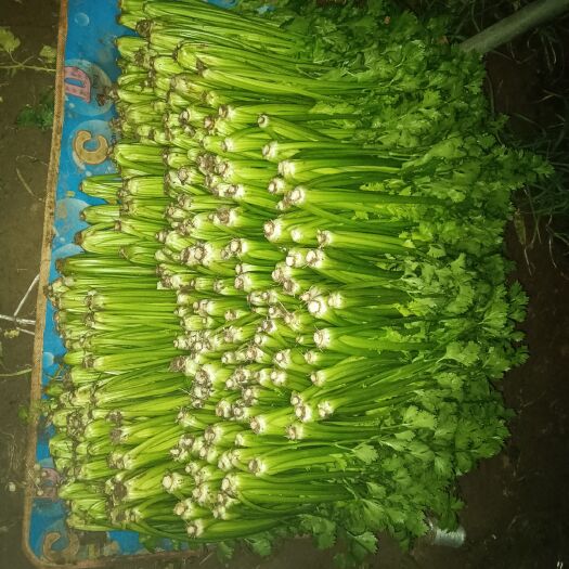 曹县西芹 