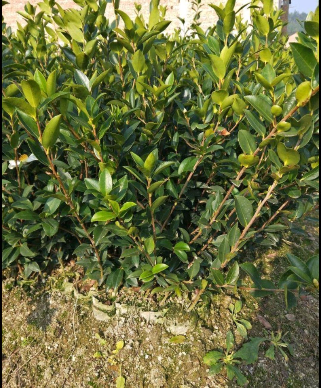 湘林210茶树苗  湘林系列 嫁接油茶苗25-90公分 （裸根与杯装苗都有）