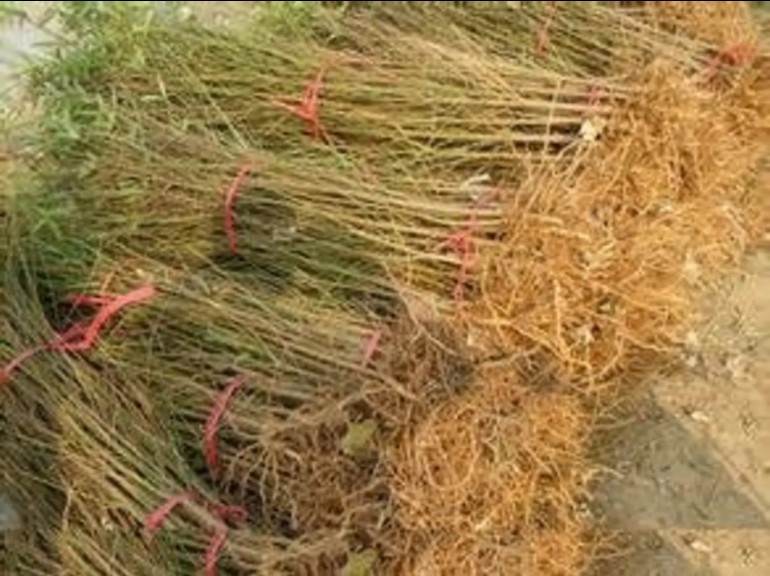 突围桃苗 1.5公分以上 