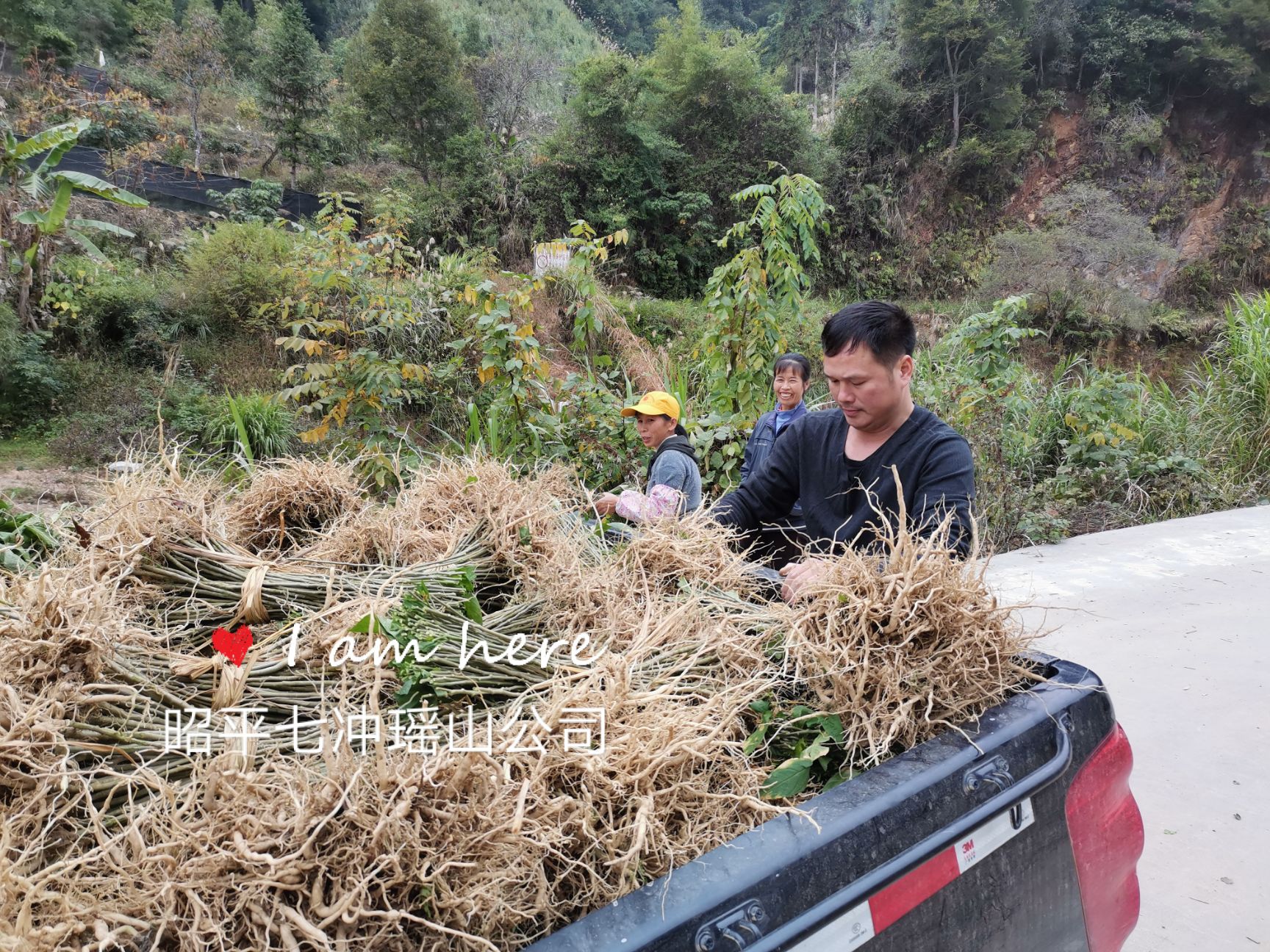 黄花倒水莲种苗 供应黄花倒水莲苗，观音串苗，倒吊黄，农户直销
