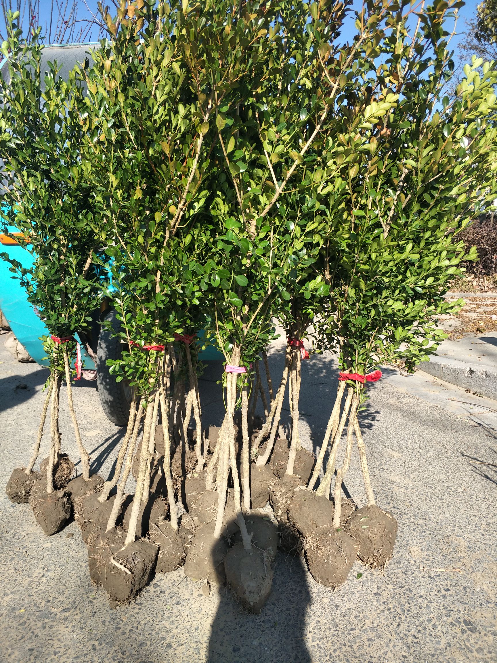 独杆黄杨  精品高杆瓜子黄杨