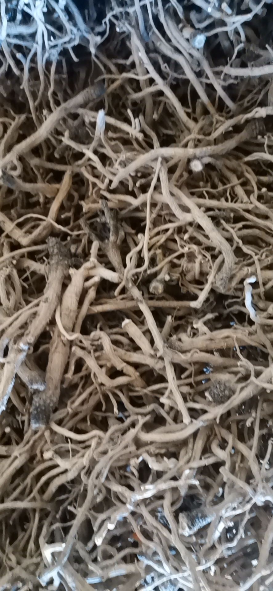 北板蓝根 中药材板蓝根