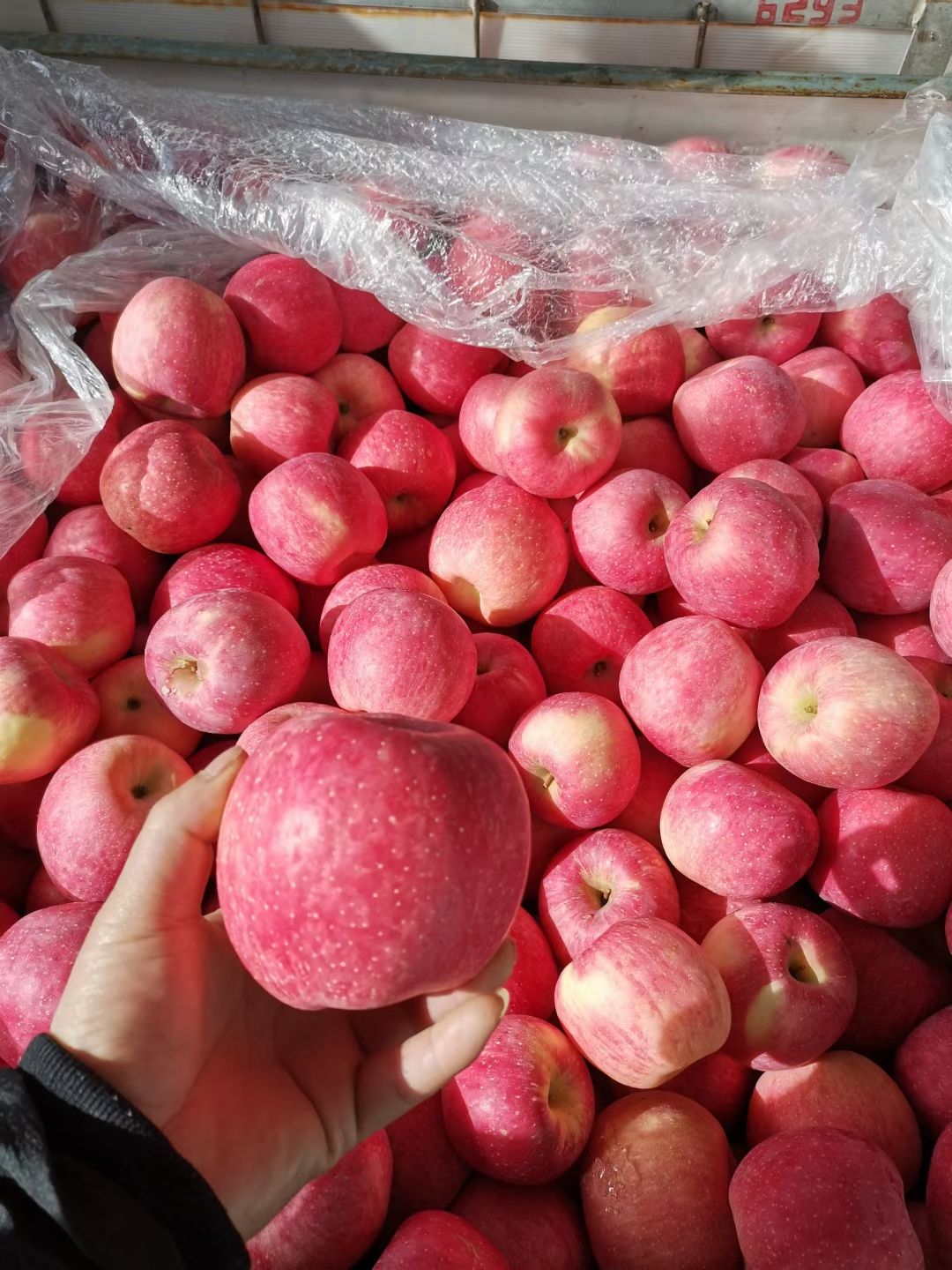 红富士苹果 甘肃省天水市秦安县红富士
