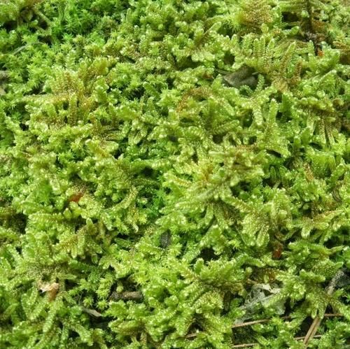 太湖县青苔 30*30工程大灰藓
