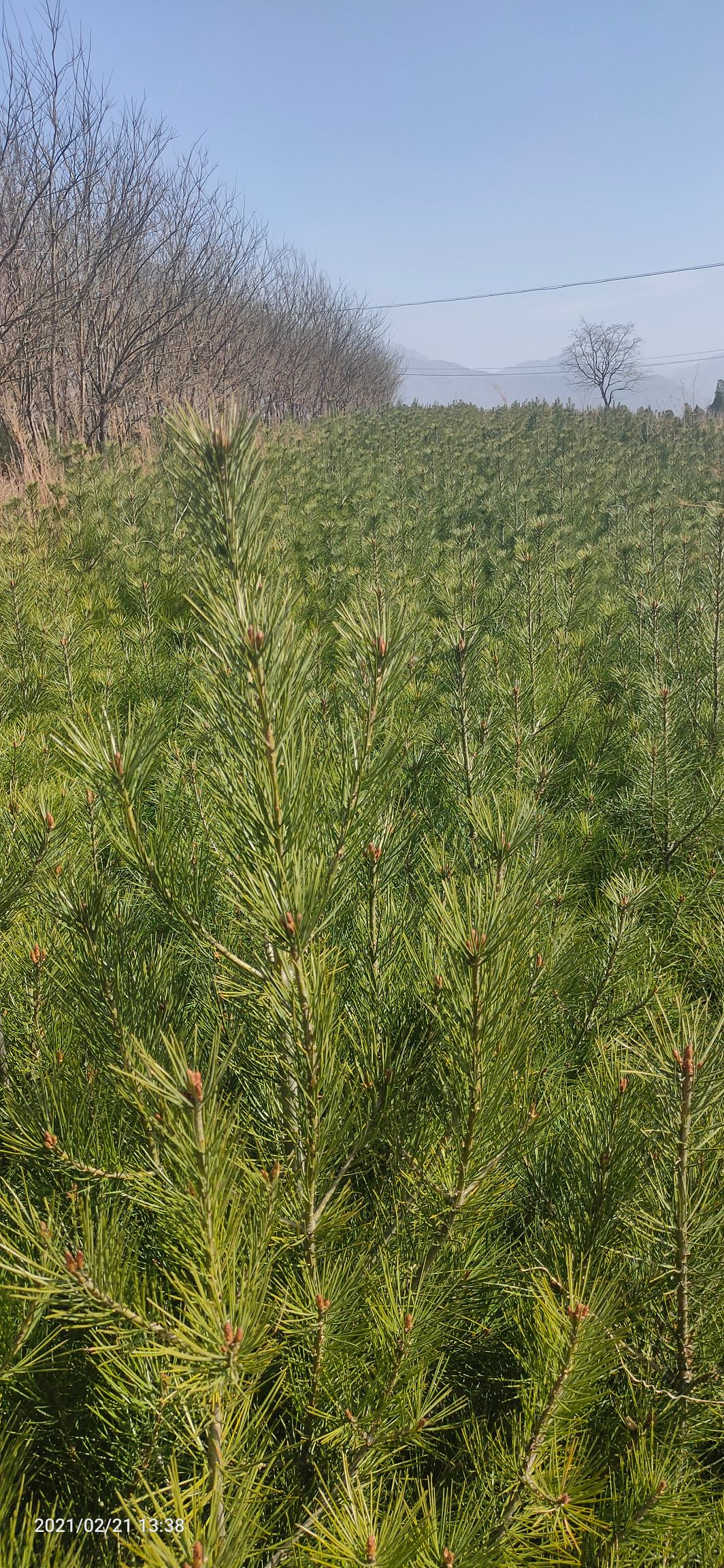  西安蓝田白皮松