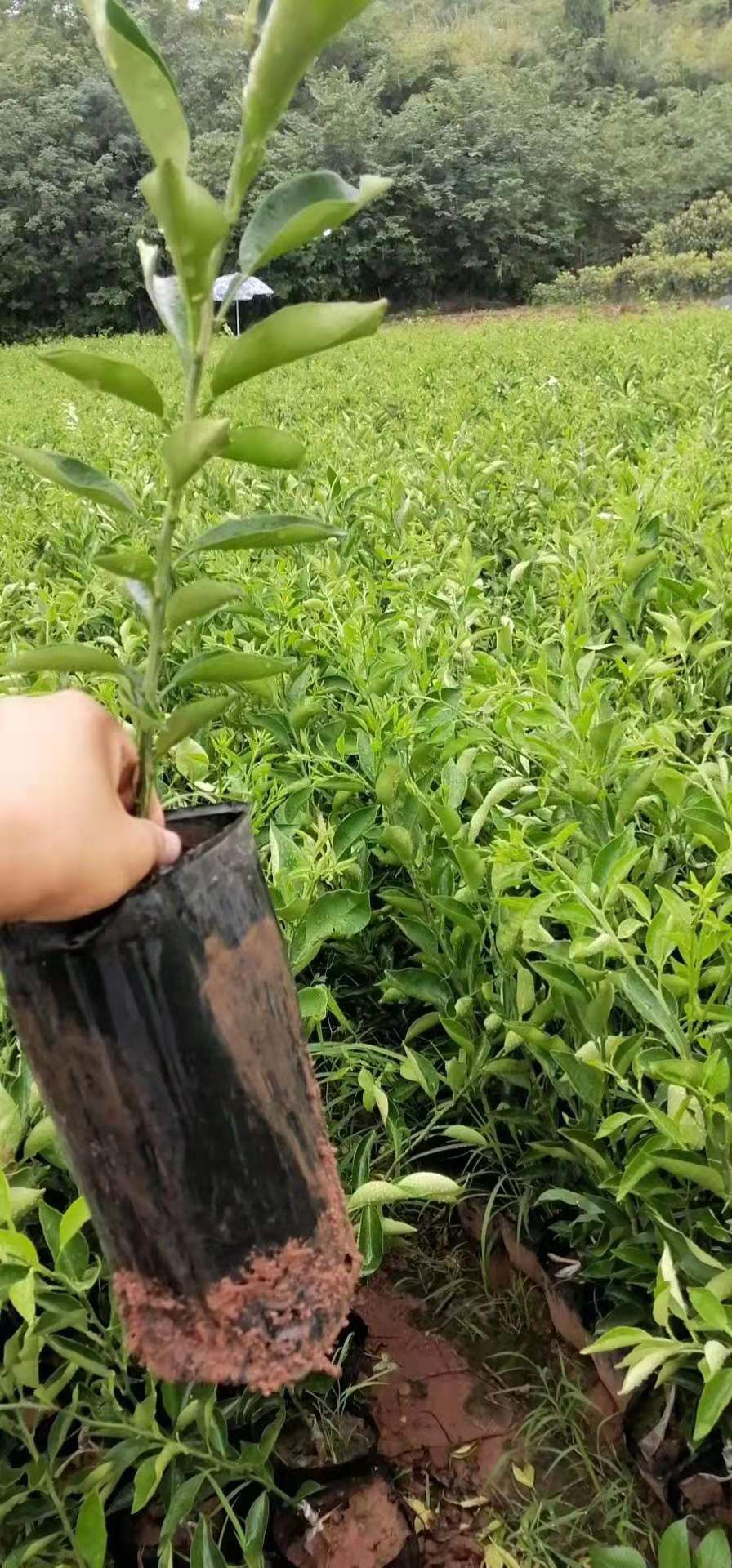 明日见柑橘苗  苗圃直销，阿斯密，柑橘苗，品种保证，假一赔十