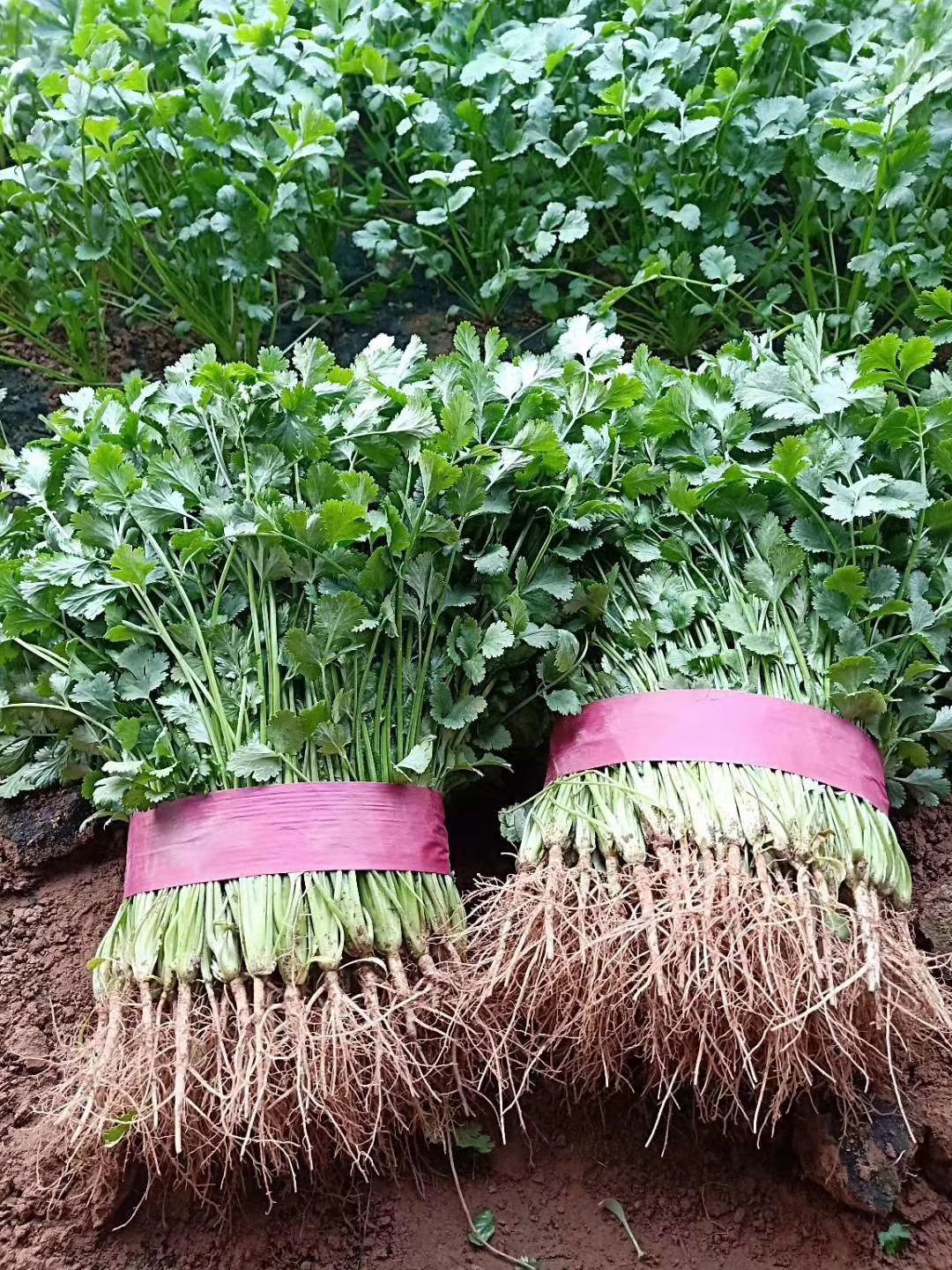 精品香菜上市中。