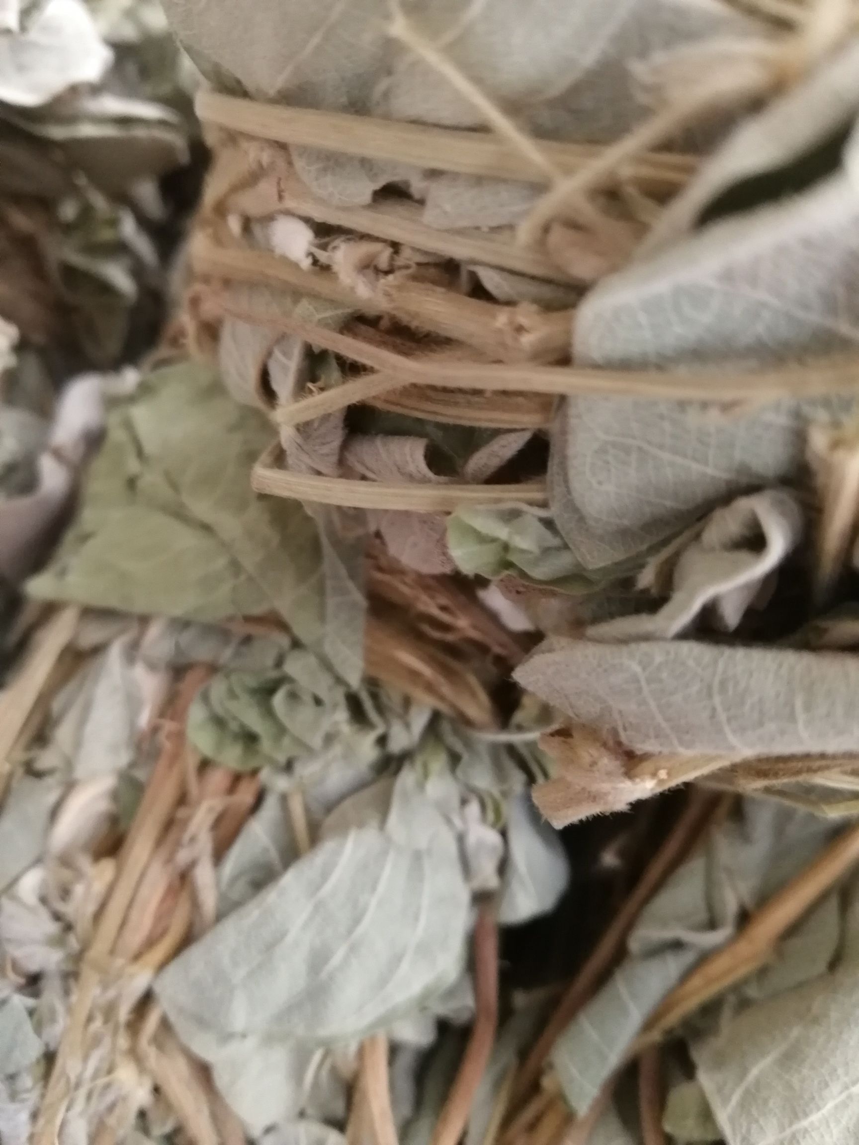 【精选】新鲜切段金钱草，和扎把金钱草，颜色青绿/大量起批