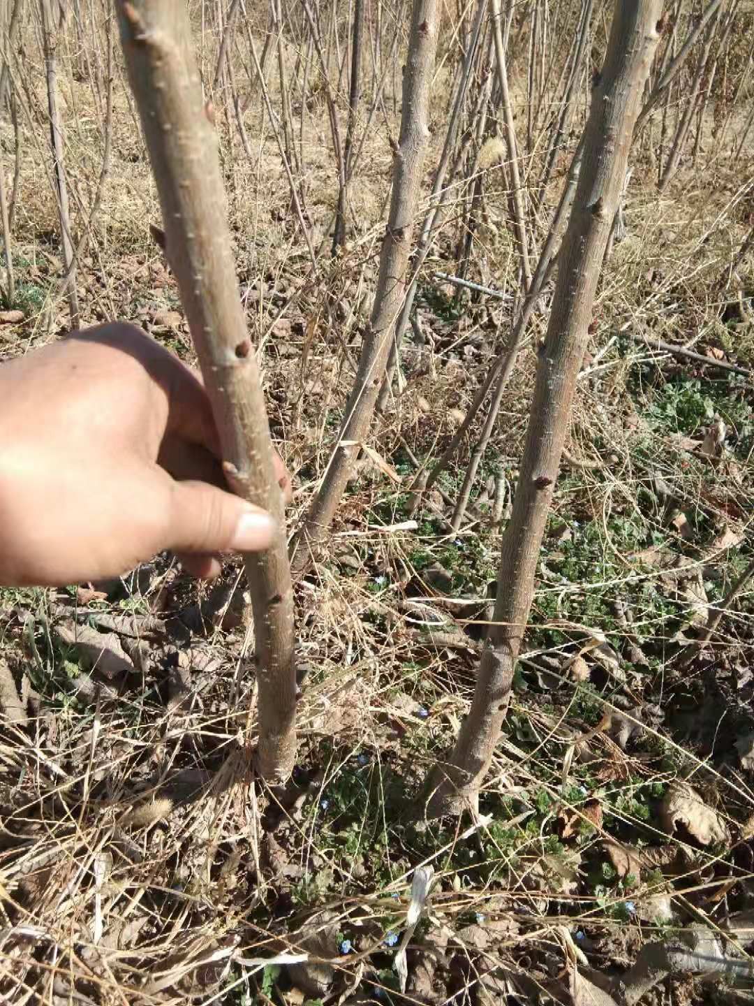 意大利早红樱桃苗 各类樱桃苗批发