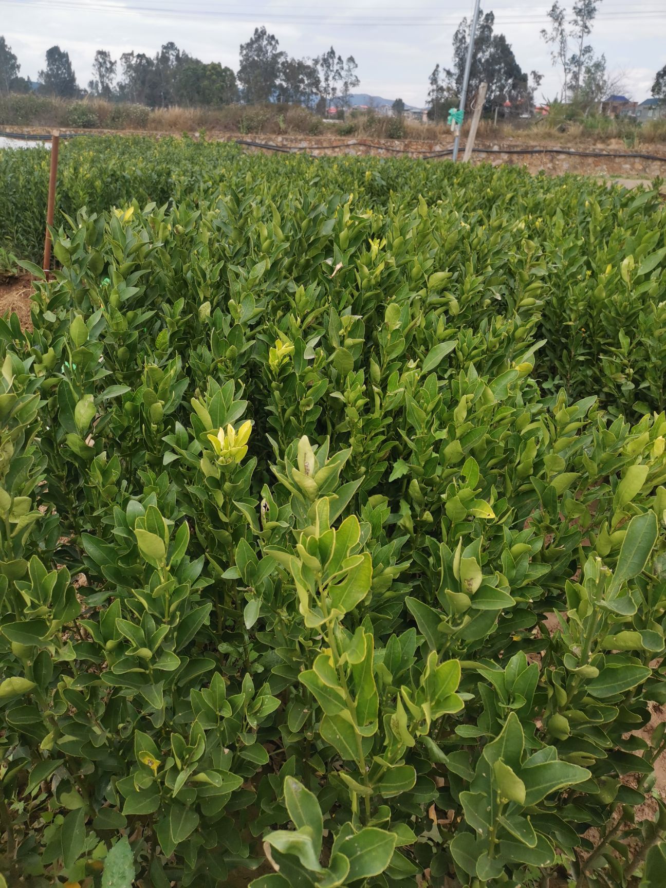 椪柑苗  ，芦柑苗可视频起苗
品种保证，根须非常好苗木粗壮