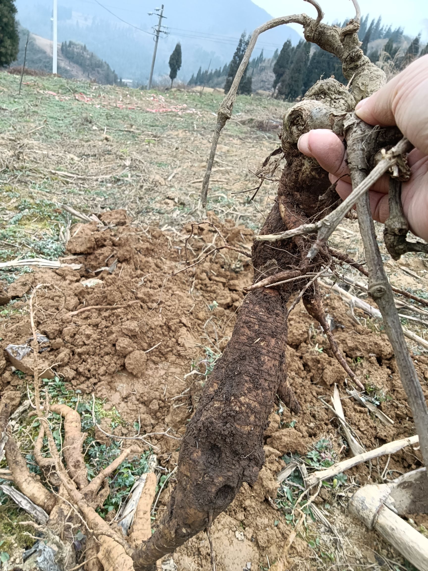  该葛根种植4年，未施肥等，几乎野生，有需要的立马采挖供应，