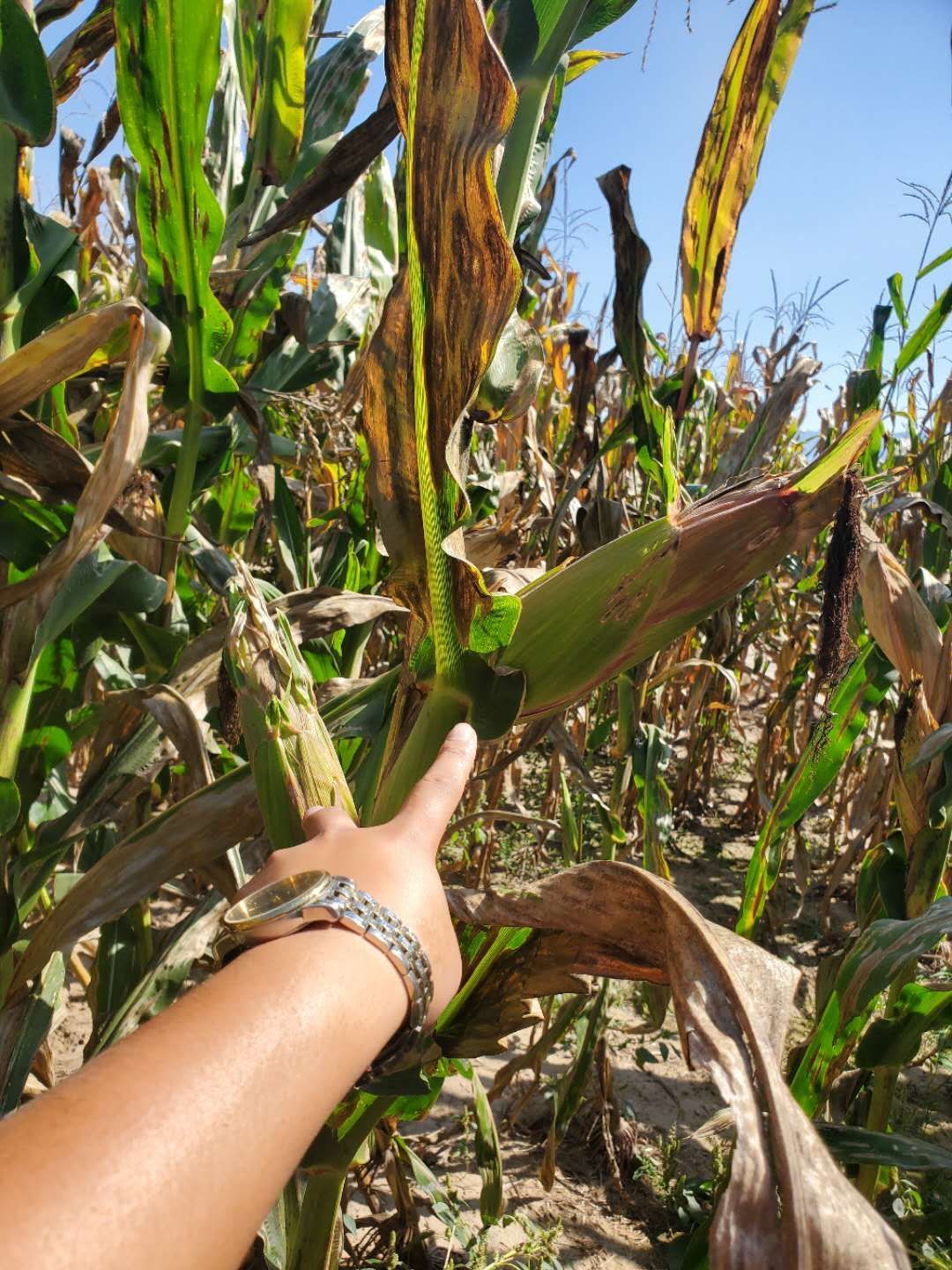 东单705特矮高抗产玉米种子