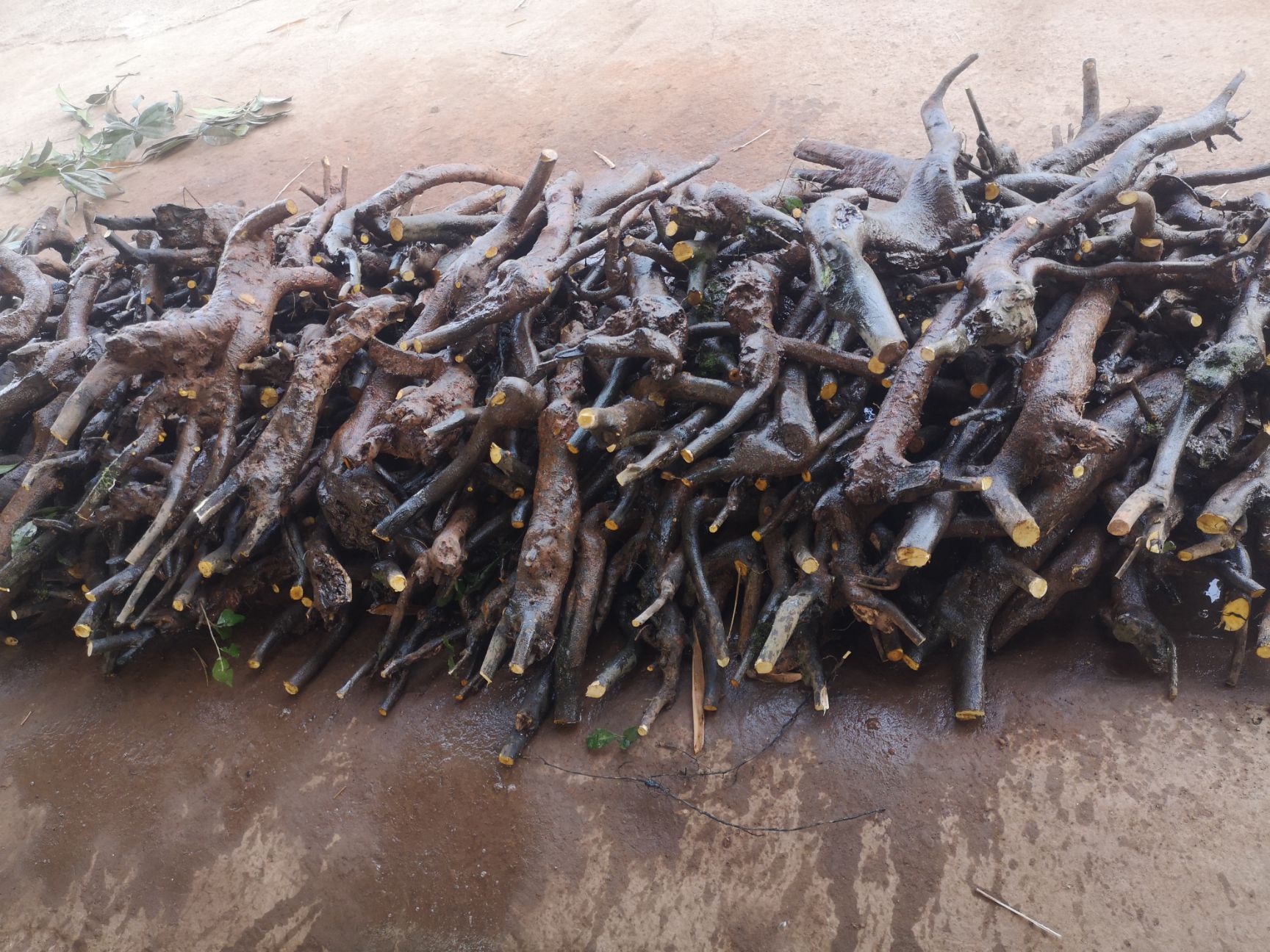 灌木金弹子碳化老桩桩保证新鲜