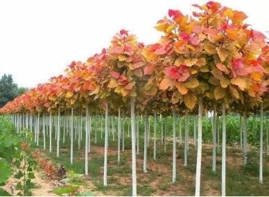 中红杨  冠红杨炫红杨彩红杨供应