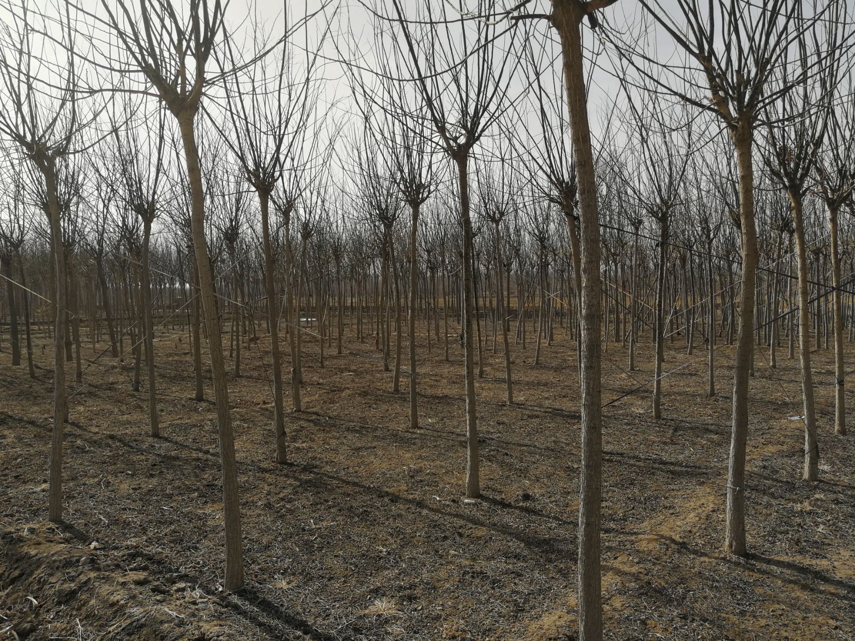  大量销售国槐5公分左右一级二级三级树