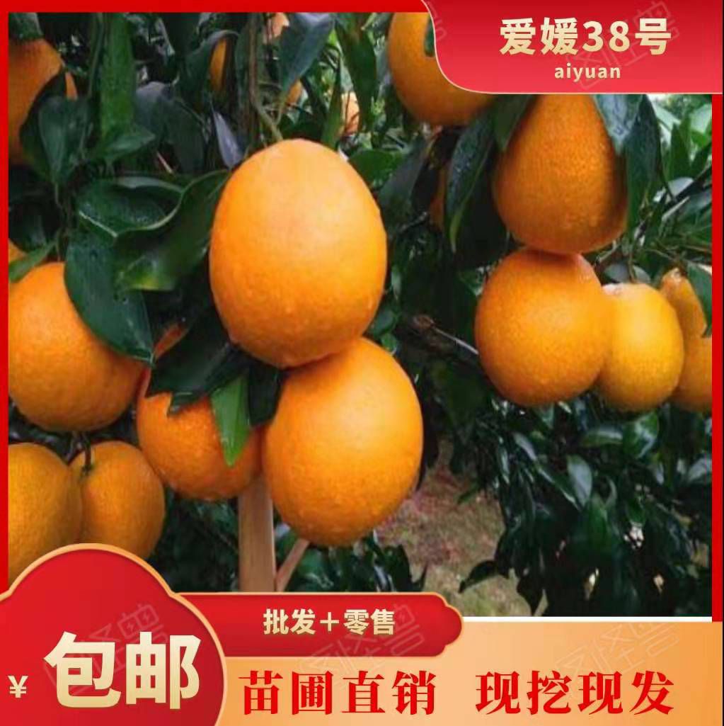 爱媛38号柑桔苗  爱媛38号苗，苗圃直销，品种保证，假一赔十
