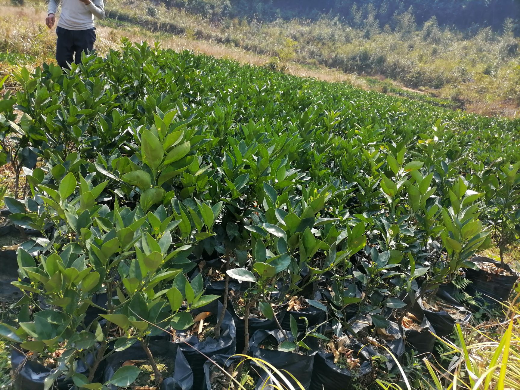 伦晚脐橙苗 伦晚，耐寒耐汗，根须好，零下3度不盖膜对果子没有伤害