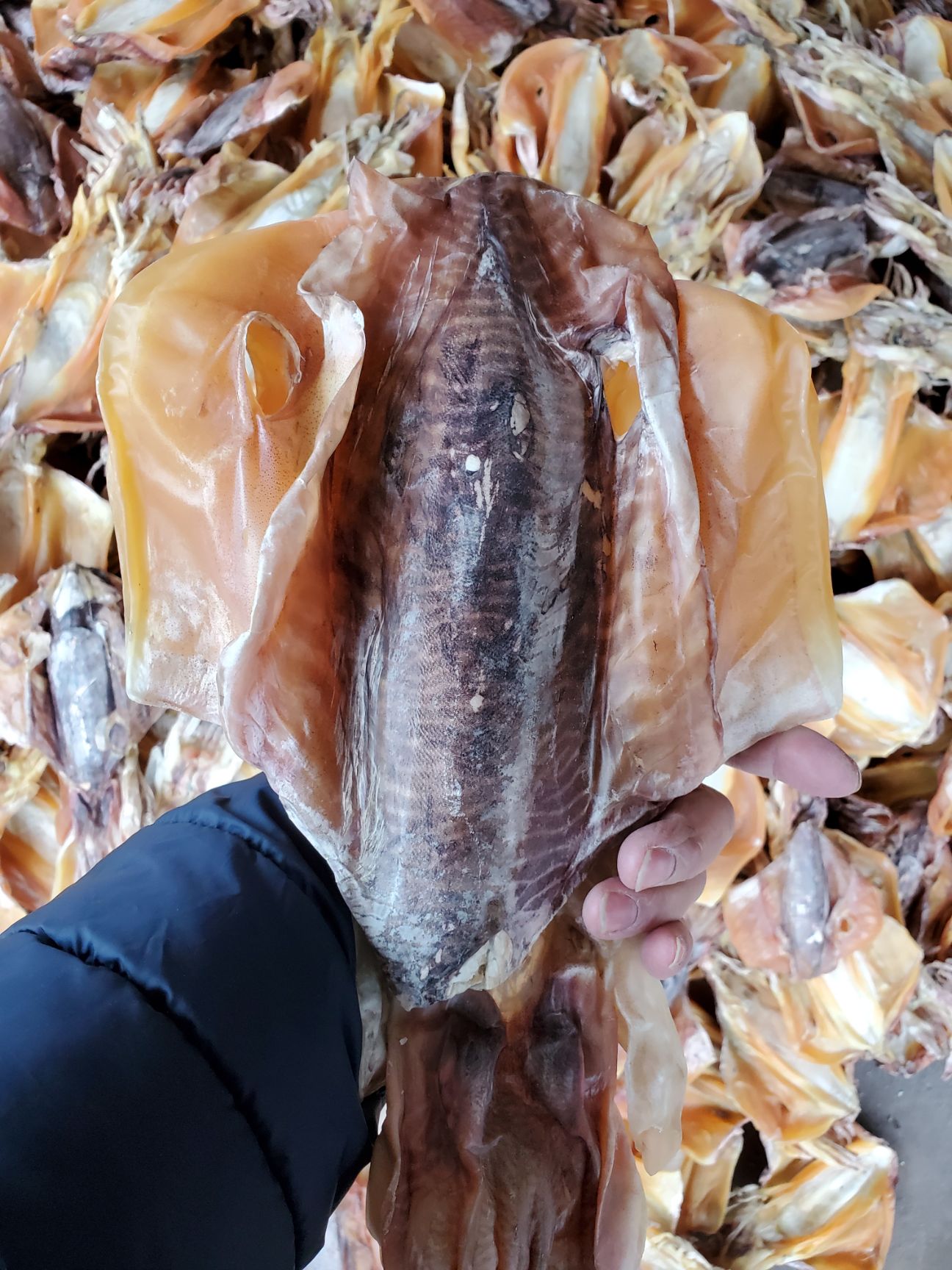 墨鱼干乌贼穿竹墨鱼一个6到8两左右