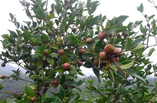 湘林210茶树苗  湘林系列 嫁接油茶苗25-90公分 （裸根与杯装苗都有）