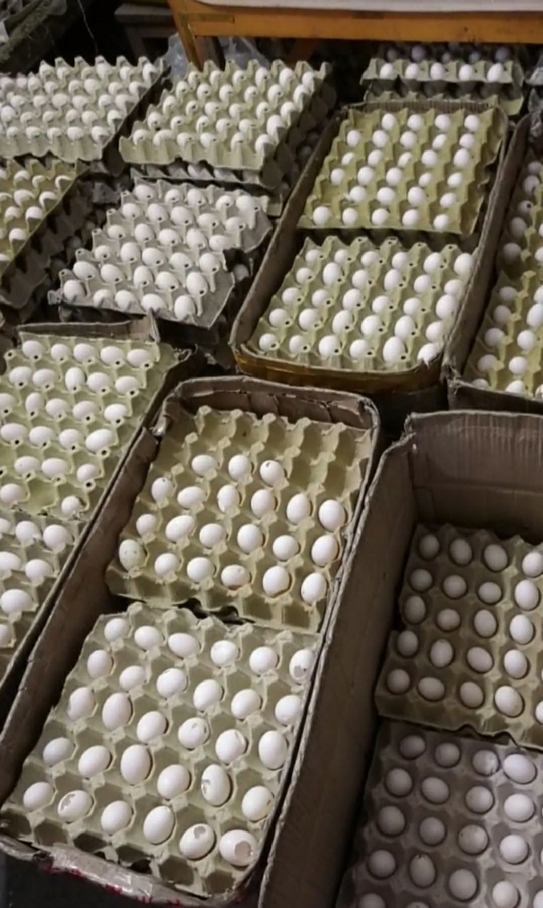鸽子蛋 新鲜农家原粮现货供应保证新鲜货源稳定常年供应