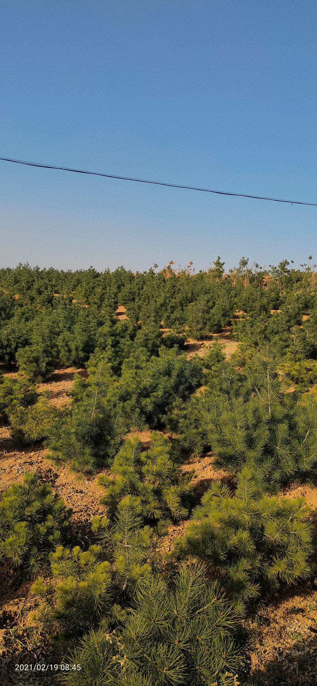  西安蓝田白皮松