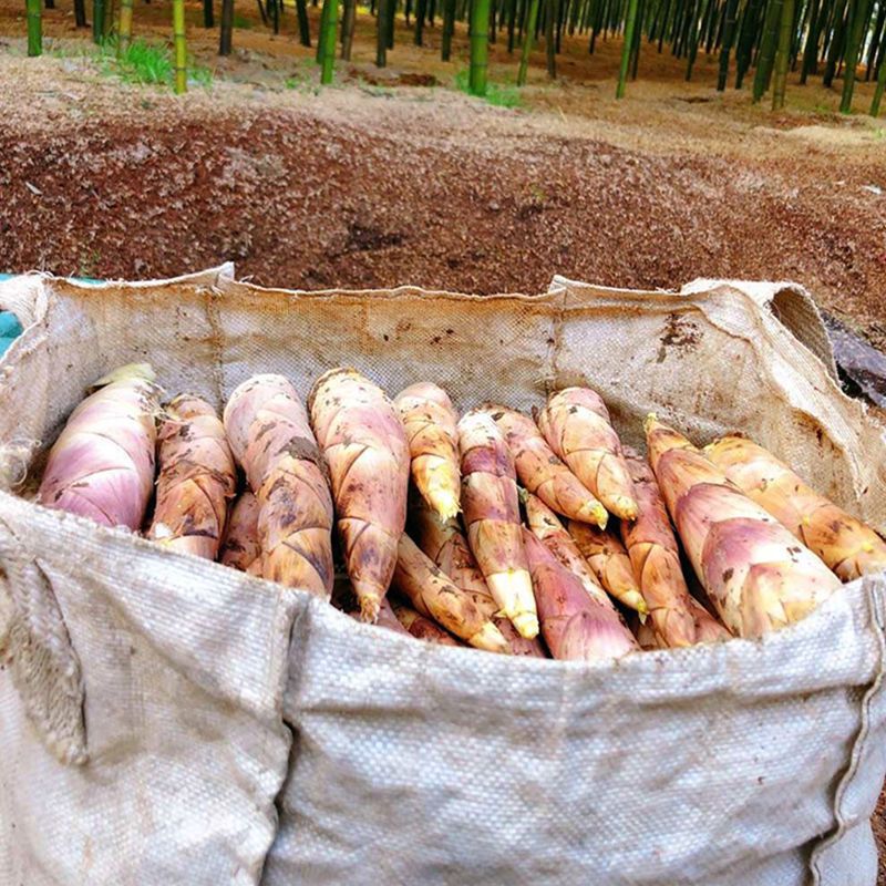 雷竹笋  不用抄水的竹笋，鲜甜爽口，口齿留香