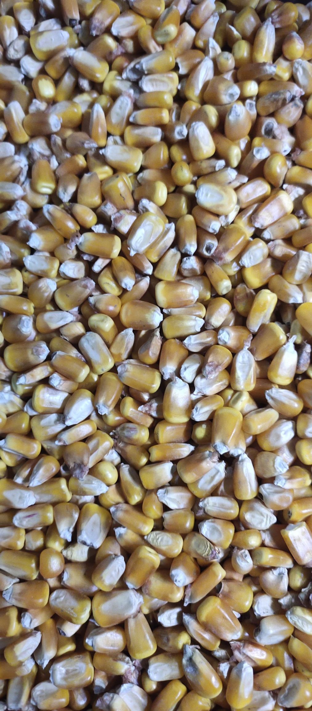  2021年吉林地区烘干玉米，容重710，水分15。