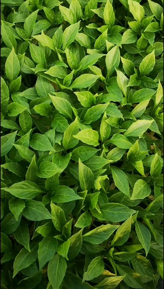 羊角椒苗，产量高，抗病性强，市场表现好，果型匀称，