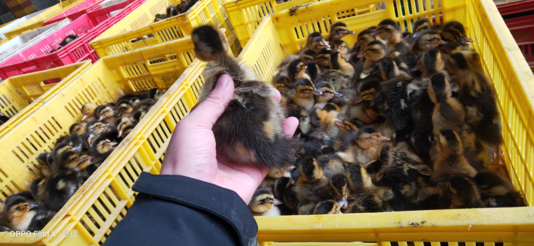 大种麻鸭苗又名四点麻鸭苗，公鸭成年体重7斤以上，母鸭6斤以上