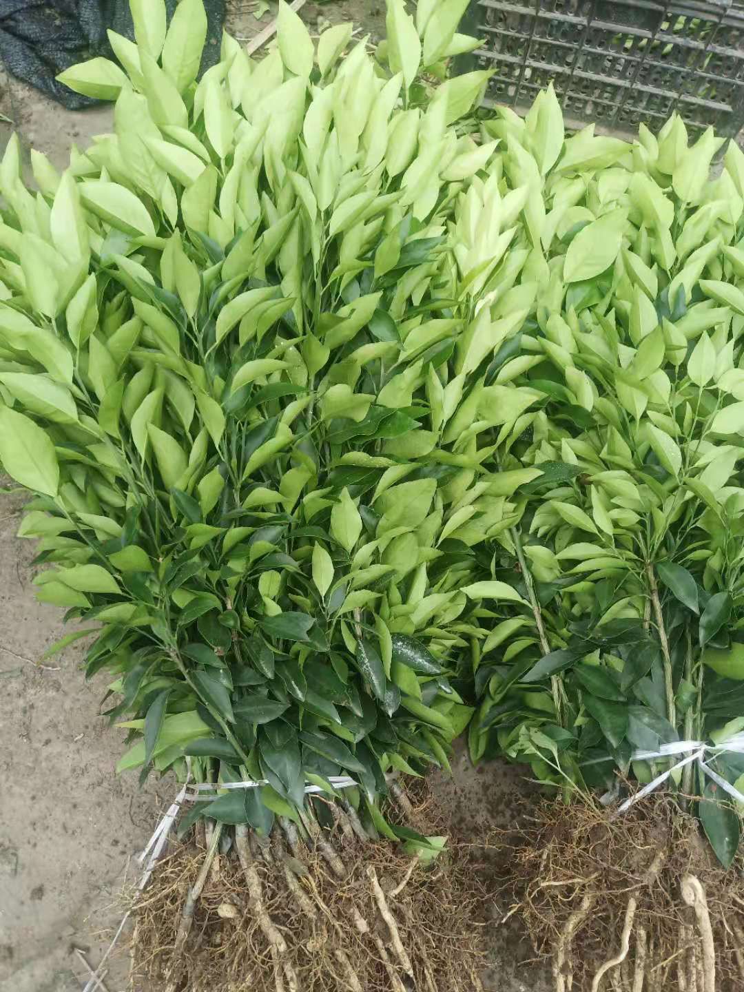 爱媛38号柑桔苗  爱媛38号苗，苗圃直销，品种保证，假一赔十