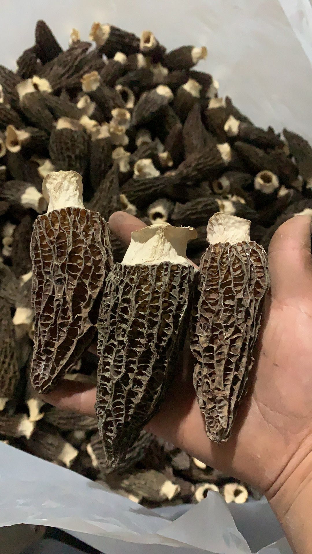 精选2025云南丽羊肚菌干货