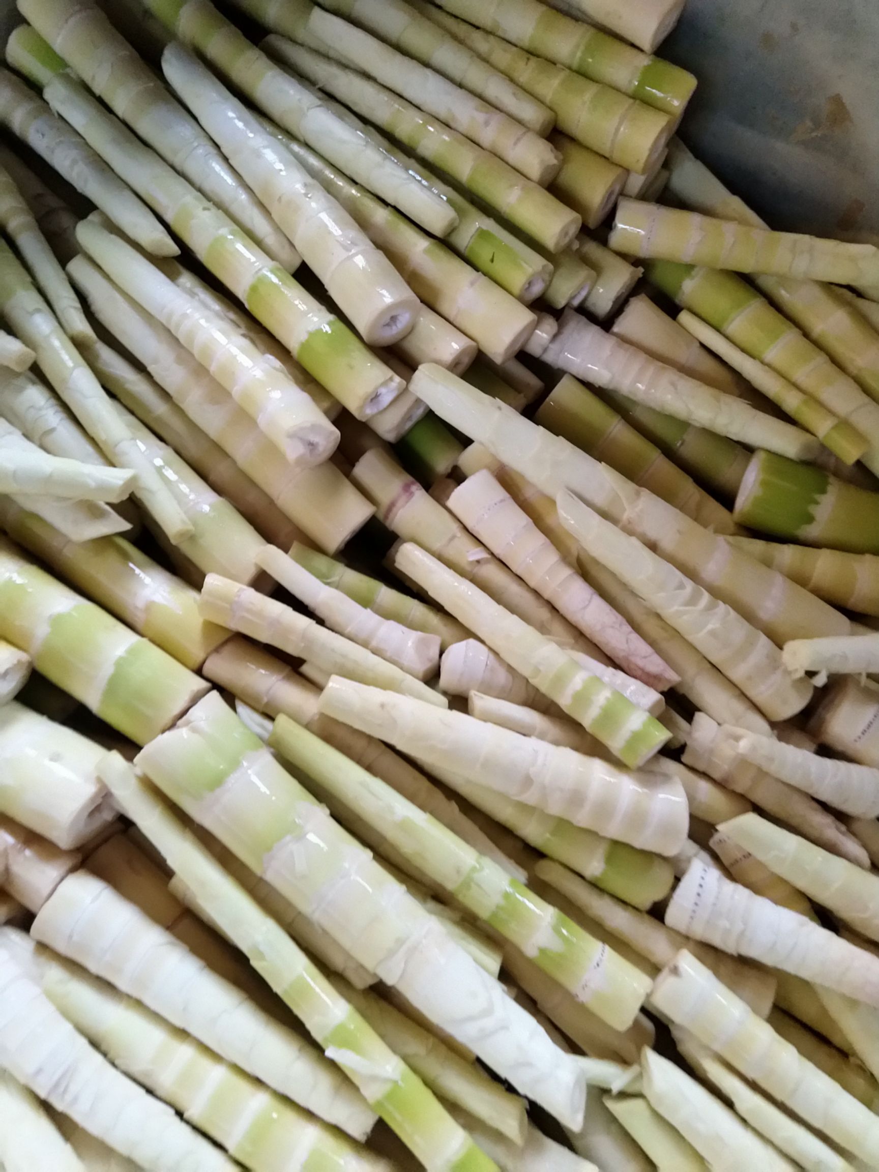 苦笋  《一件代发》广西春笋每天现挖水煮笋甜笋