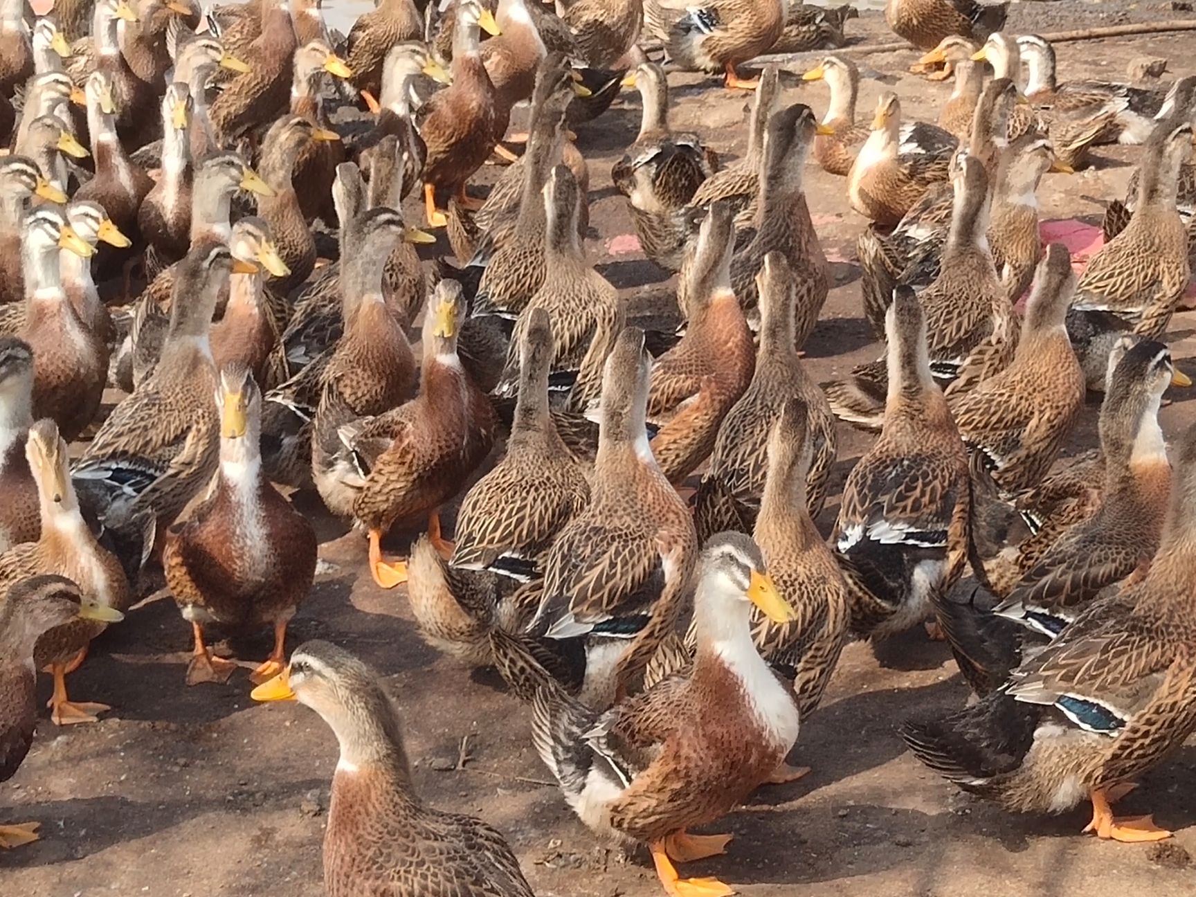 麻鸭 全程加黄，55天，8000羽