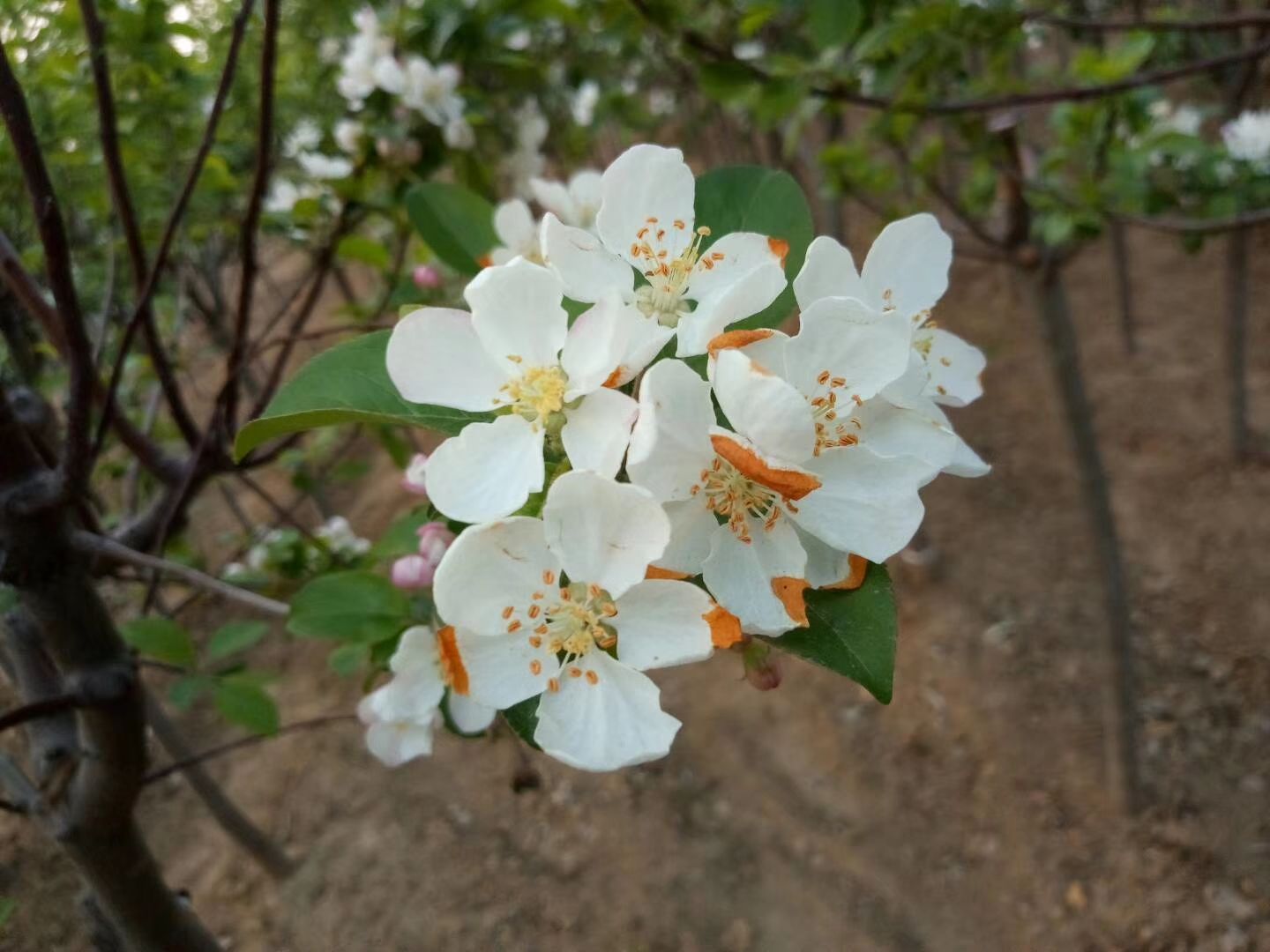  海棠北美海棠西府海棠冬红海棠
