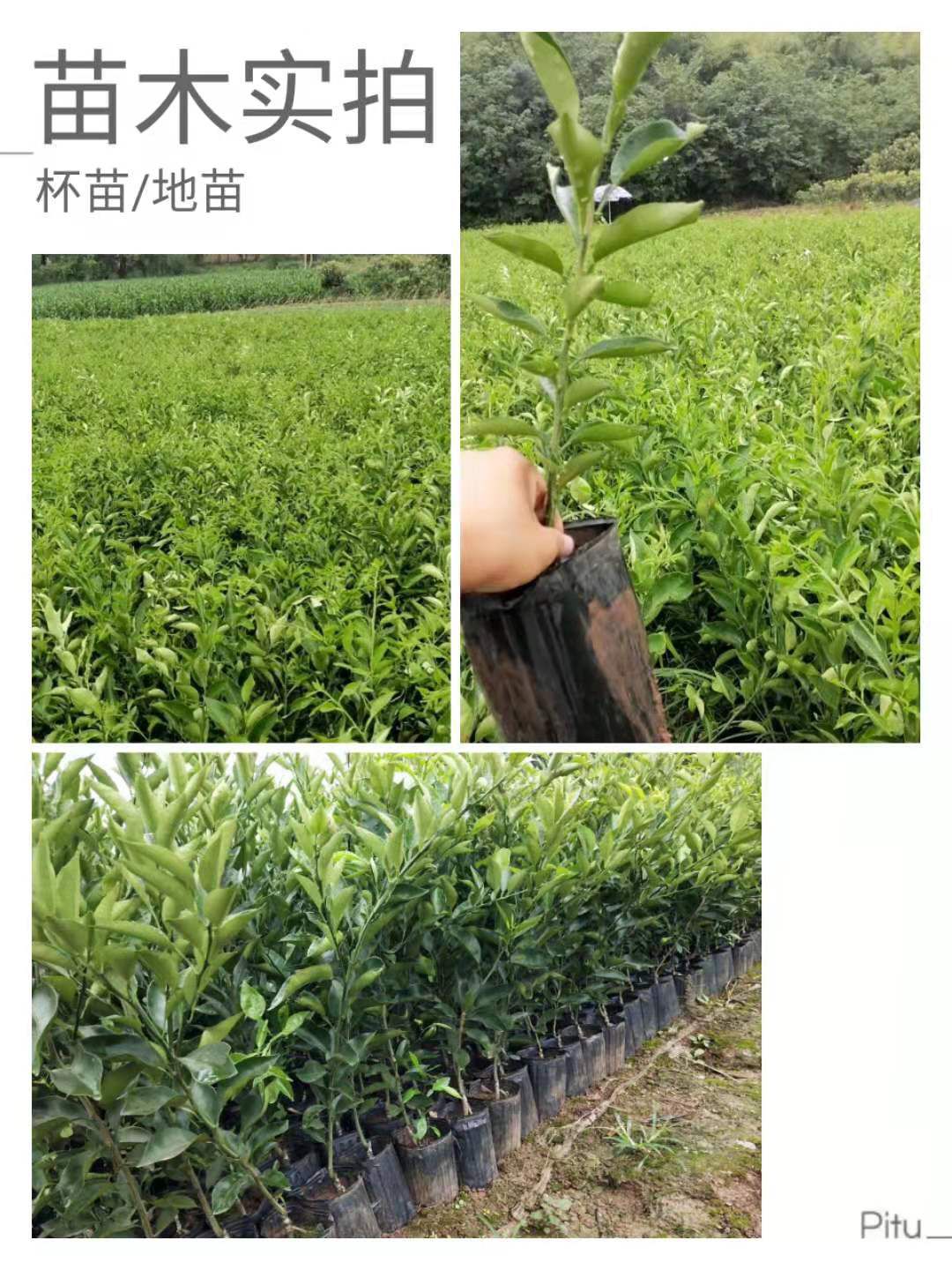 明日见柑橘苗  苗圃直销，阿斯密，柑橘苗，品种保证，假一赔十