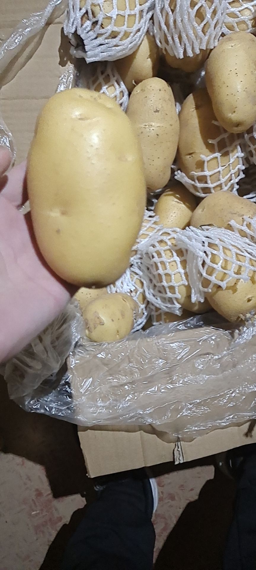 黄心土豆  山东济南平阴大量供应荷兰十五土豆规格齐全