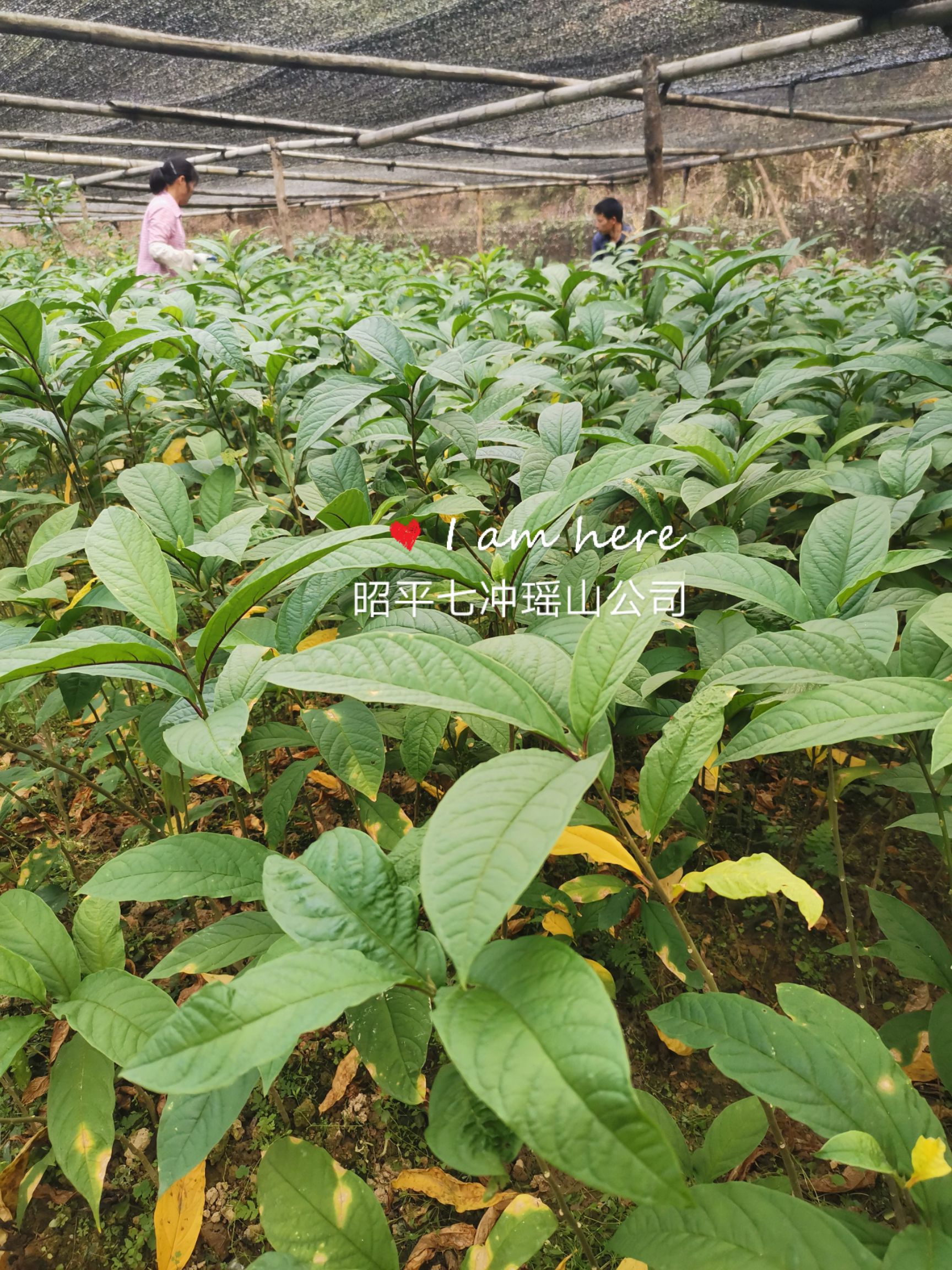 黄花倒水莲种苗 供应黄花倒水莲苗，观音串苗，倒吊黄，农户直销