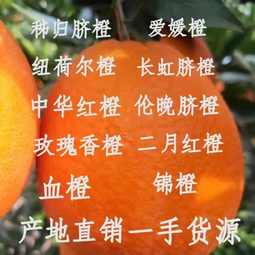 湖北秭归脐橙品种齐全一年四季鲜果供应产无中间商