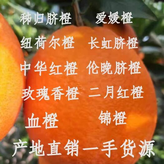 秭归县中华红橙 湖北秭归脐橙品种齐全一年四季鲜果供应产地无中间商
