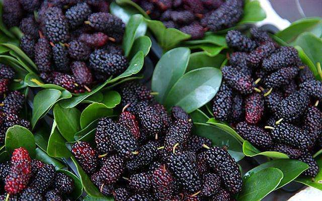 长果桑苗  桑葚树苗嫁接无籽大十果桑苗当年结果南北方