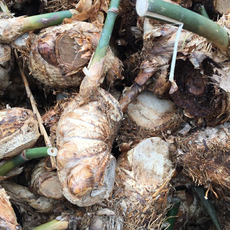 麻竹苗甜竹笋苗地栽户外大型竹苗非毛竹楠竹苗