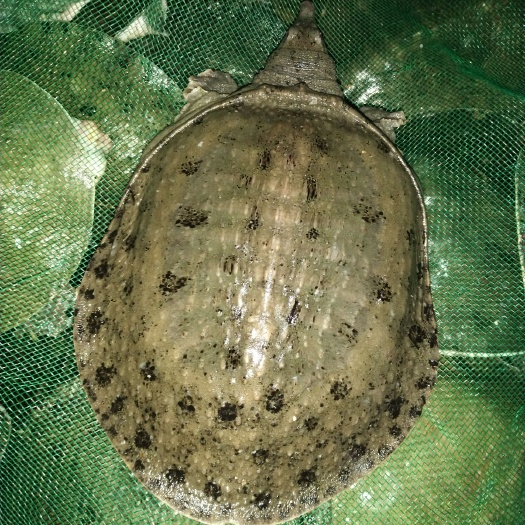 中华甲鱼苗4-6两11.8元一只顺丰包邮。