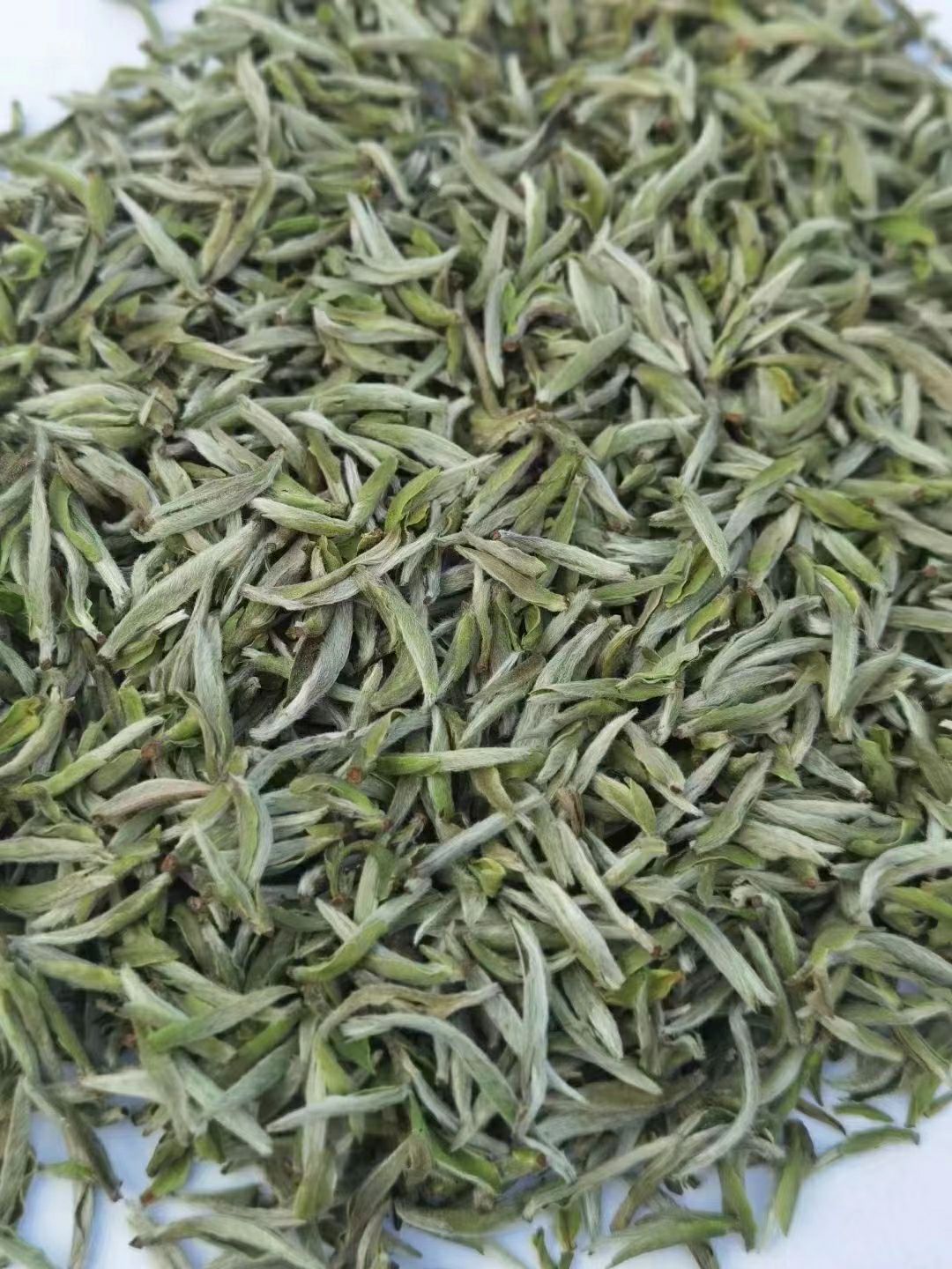 2021年 头采 大毫米粒芽 白毫银针 新茶上市